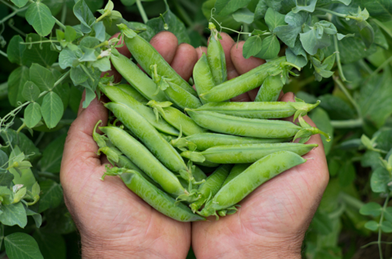 Picking peas