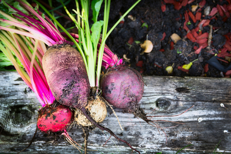 growing vegetables combines fitness & healthy eating