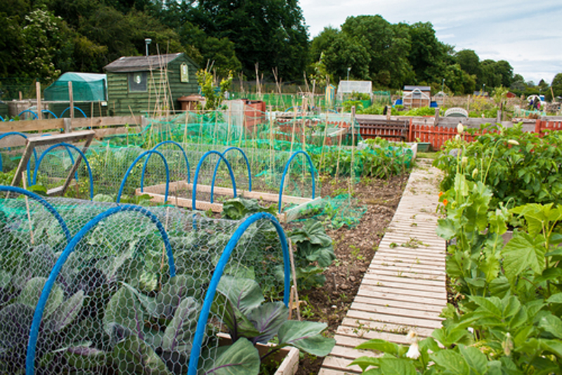 Allotment 